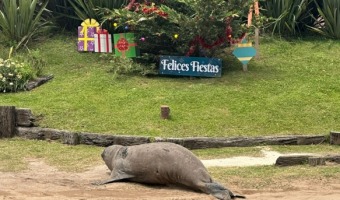UN ELEFANTE MARINO SORPRENDIÓ EN LAS CALLES DE LA CIUDAD